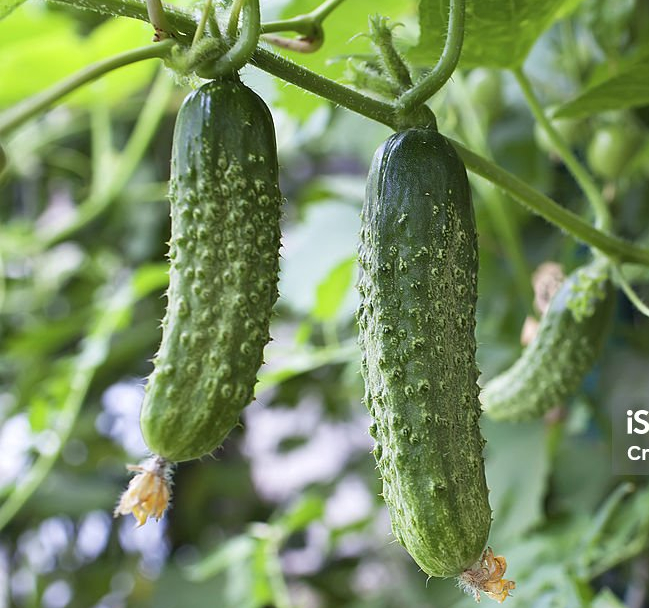  오이 효능에 대해 알아볼게요~