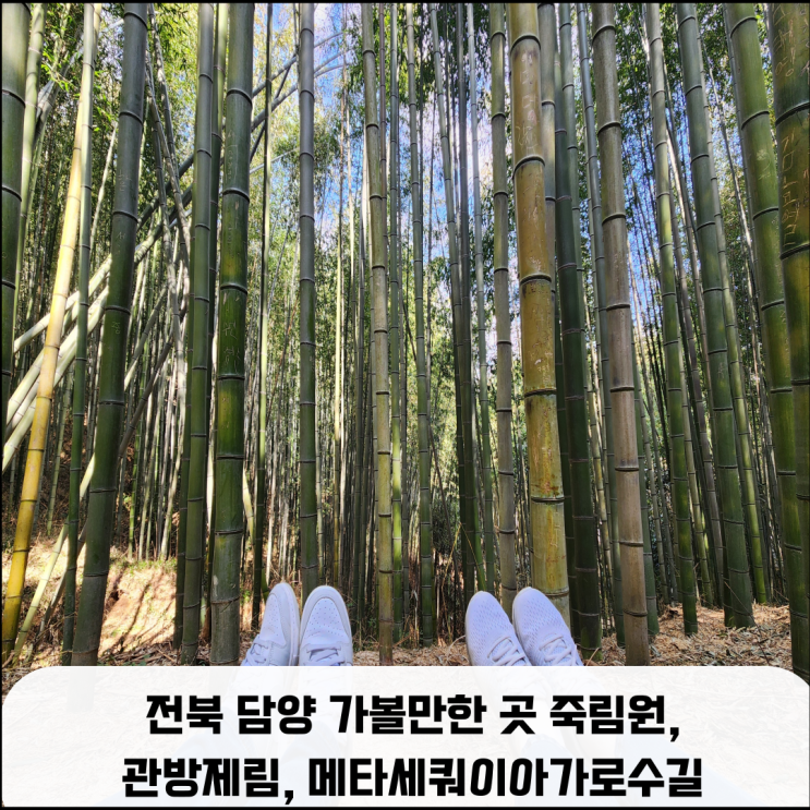  전라도 여행, 담양 가볼 만한 힐링 장소 죽림원, 관방제림, 메타세쿼이아 가로수길