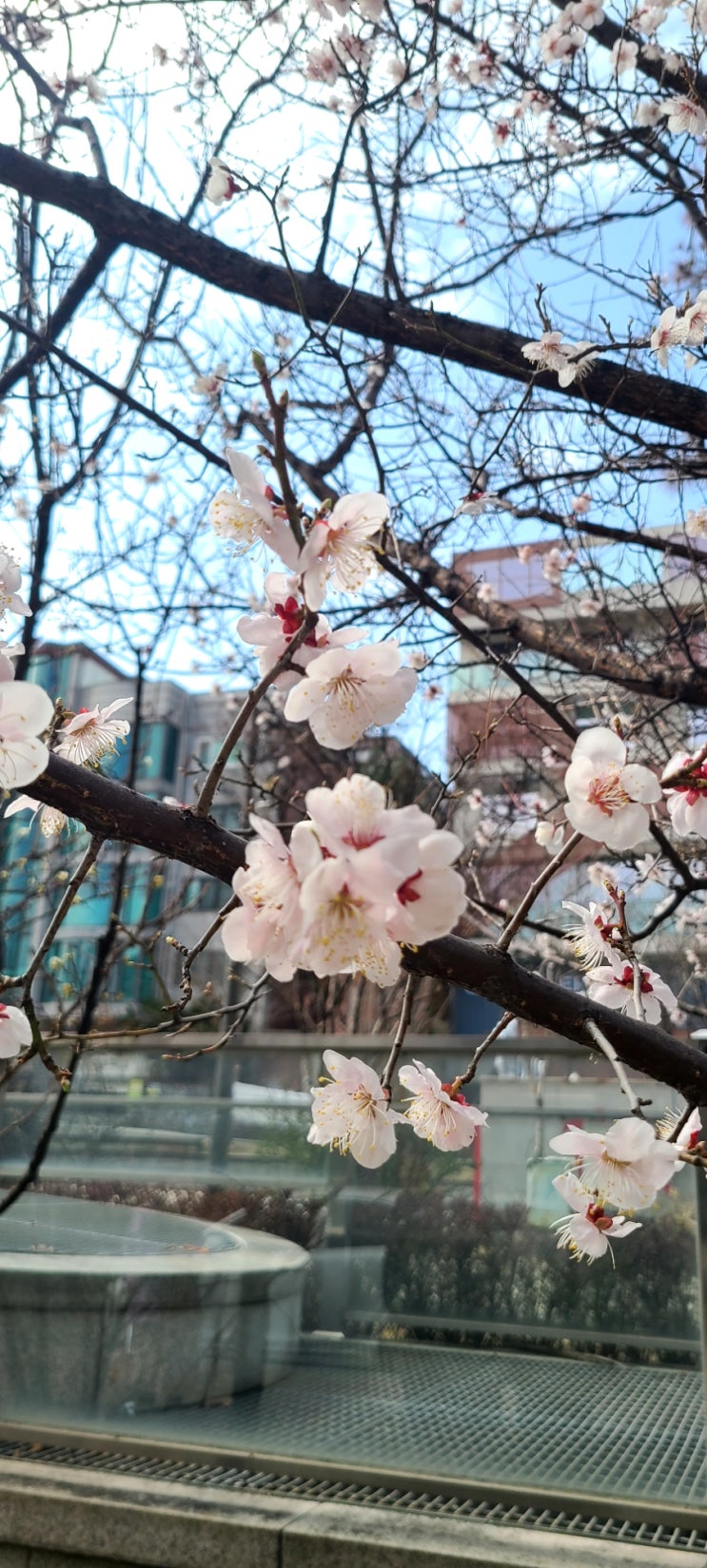  벚꽃 관찰일지3. 3/25 경의선 숲길 벛꽃 현재상황