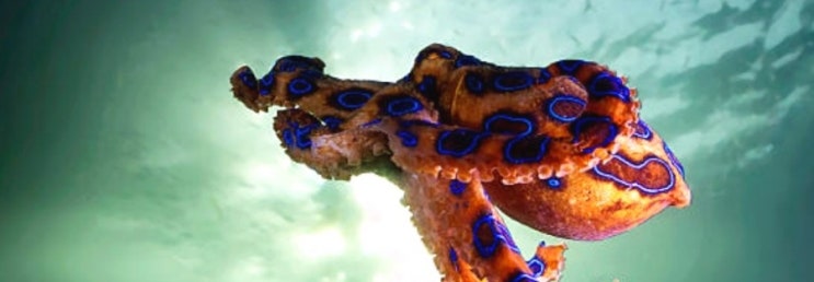 파란고리문어, 바다속 가장 강력한 독을 가진 문어종류