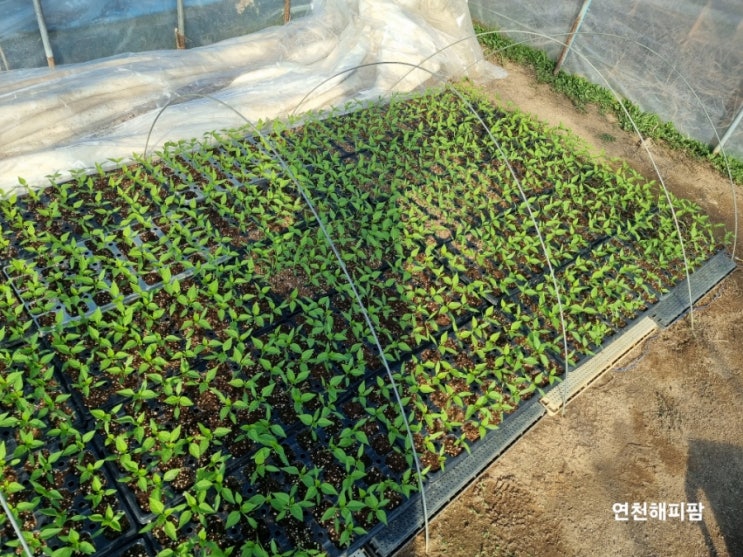  고추농사 고추모종기르기 고추모이식 2주 경과