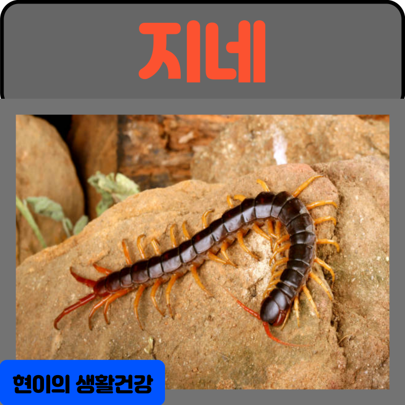 지네의 효능 12가지 부작용