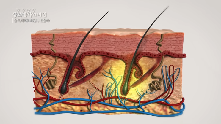 탈모는 왜 생기는 걸까? 탈모의 원인은 스트레스다?