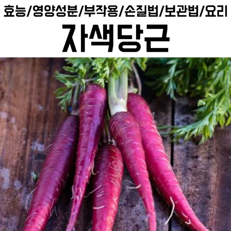 보라색당근 일반당근 영양분비교 자색당근 효능 부작용 자색당근즙 요리 먹는방법