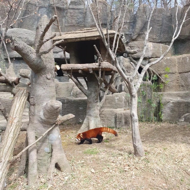  서울대공원 동물원 입장료 두자녀 무료 / 주차 할인까지 다둥이 혜택