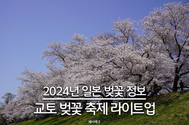  2024년 일본 교토 벚꽃 개화시기, 벚꽃 축제 라이트업 일정