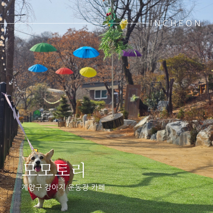  인천 애견카페 아라뱃길 근처 애견운동장 모모토리 강아지 발도장찍기
