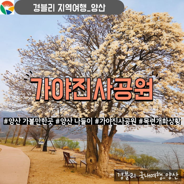  양산 원동 아이와 가볼만한곳 목련꽃이 있는 숨은 관광지 '가야진사'