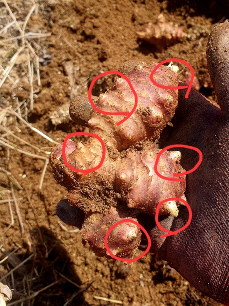 잡초 걱정 없이 재배할 수 있는 슈퍼 자색 돼지감자 심는 방법과 평당 종자 양 알아보기