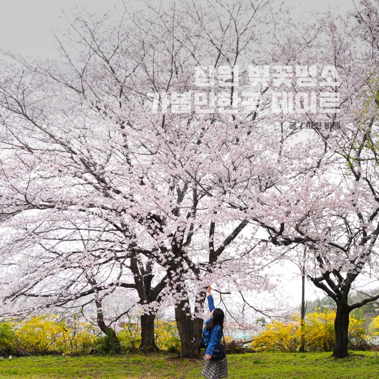  창원 벚꽃 명소 가볼만한곳 창원대 가로수길