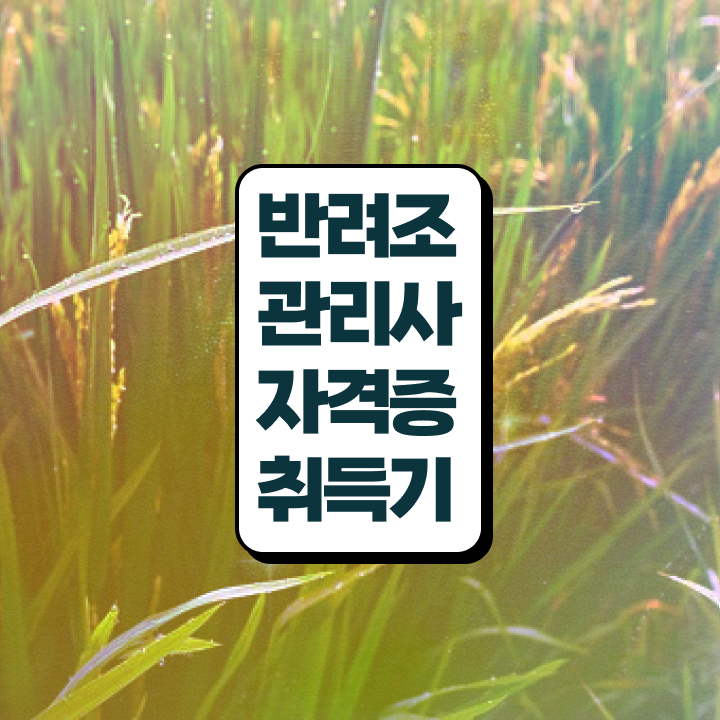  앵무새 분양가  반려조관리사