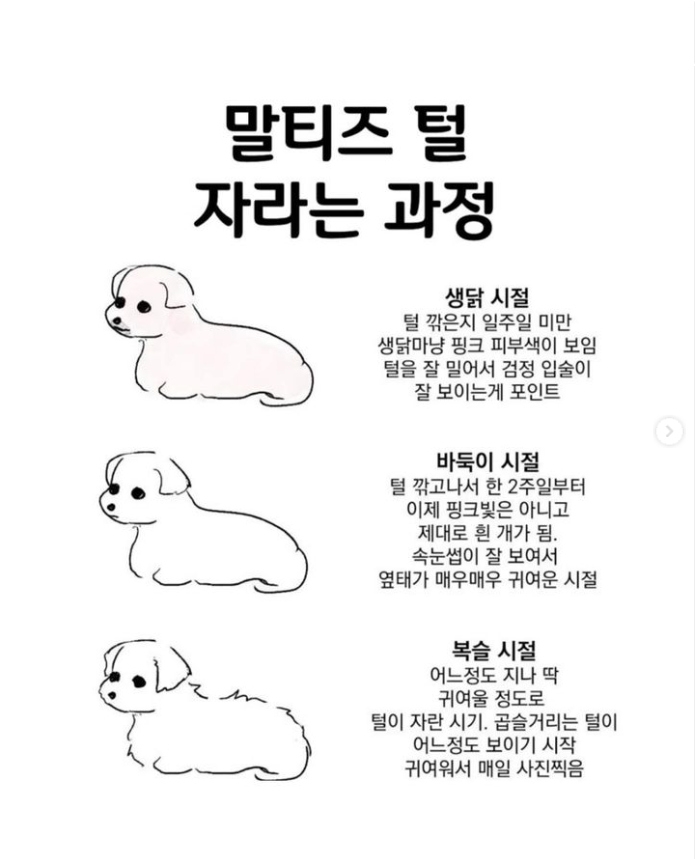  말티즈 털 자라는 과정