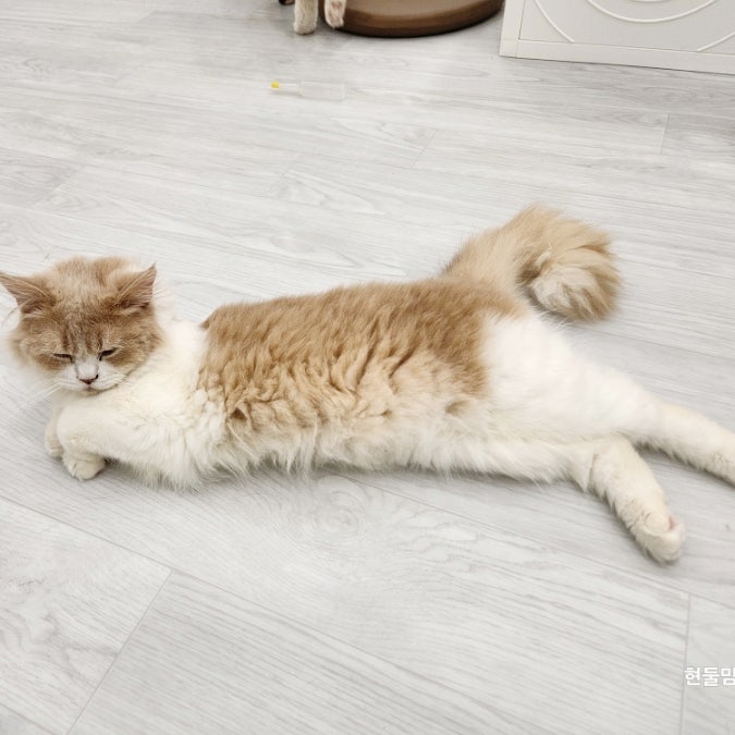 고양이 신부전 원인 증상 수액 관리 치료까지 고양이 신부전 원인 증상 수액 관리 치료까지
