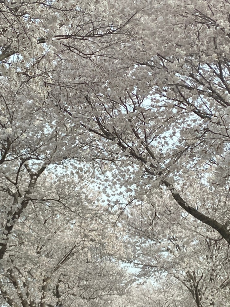 (논산 지산동) 나만 알고싶지만 충남 숨겨진 벚꽃명소!!!!