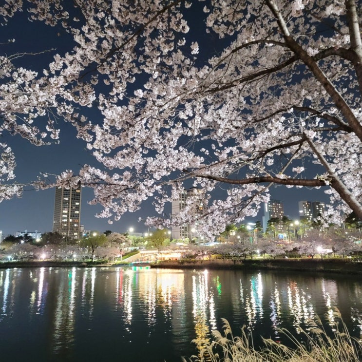 잠실) 밤에 보면 더욱 예쁜 벚꽃 명소, 석촌호수