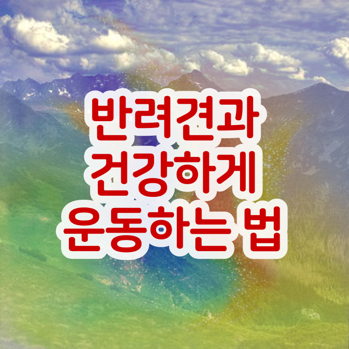  반려견운동지도사 교육  반려견운동지도사  필수 정보 쏙쏙