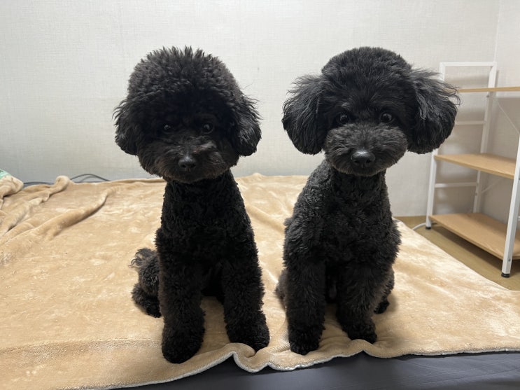  강아지 앉아 훈련과 응용 노하우 알려드려요!