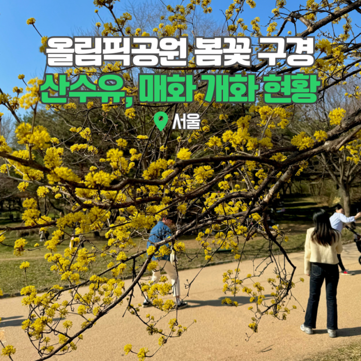  서울 봄꽃 구경 아기랑 갈만한곳 올림픽공원 산수유 매화 개화시기