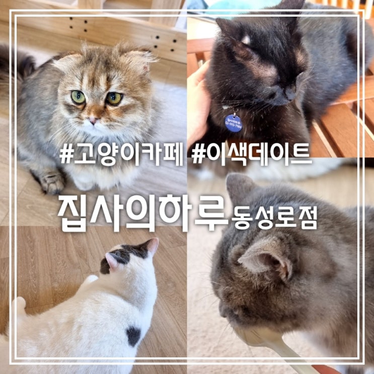 집사의하루 동성로점 || 방문이 기부가 되는 동성로 고양이카페 실내 이색 데이트 코스 집사의하루 동성로점 || 방문이 기부가 되는 동성로 고양이카페 실내 이색 데이트 코스