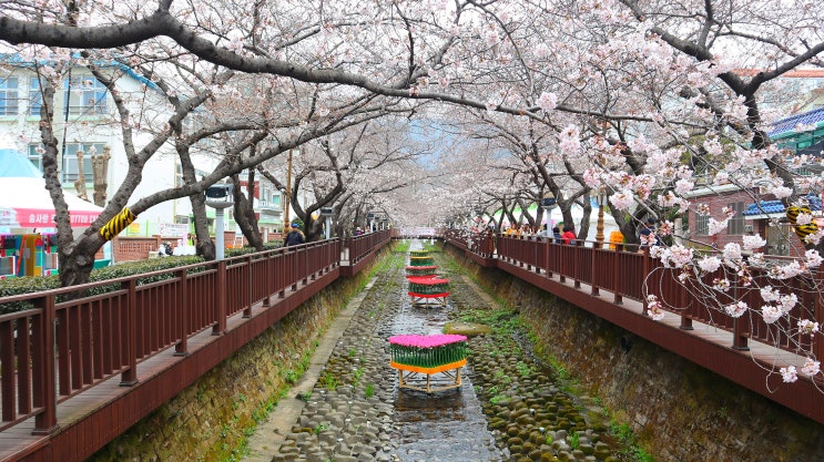 창원 벚꽃 축제의 <b>향연 벚꽃</b>나들이 (중원로타리... 