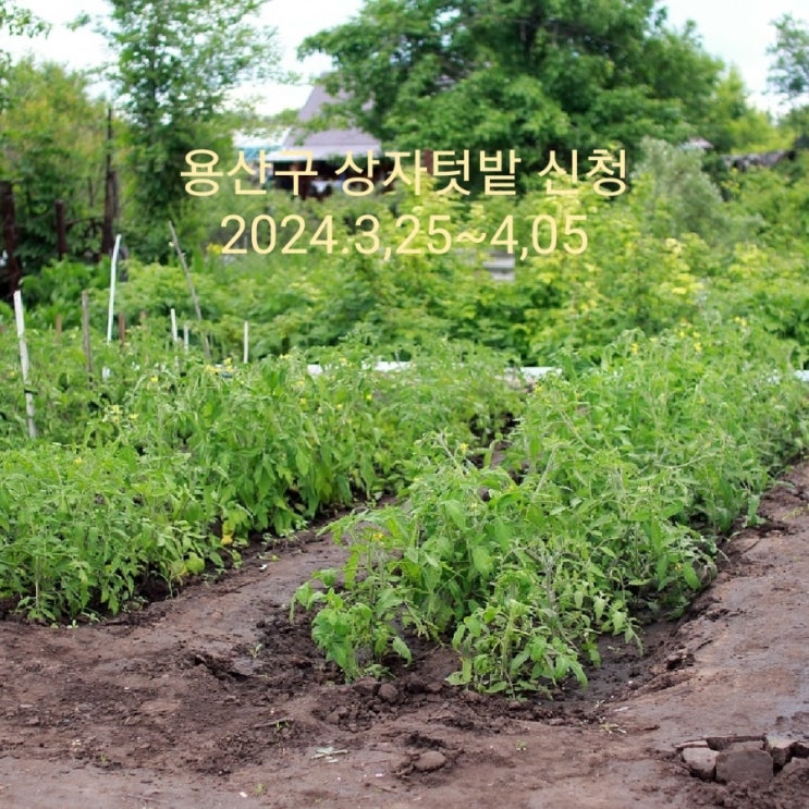 상자텃밭_ 용산구청 상자텃밭 신청 자동급수 베란다 텃밭 상자텃밭_ 용산구청 상자텃밭 신청 자동급수 베란다 텃밭