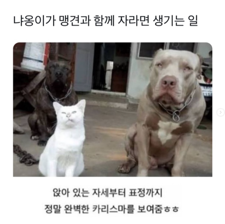 냐옹이가 맹견과 함께 자라면 생기는 일