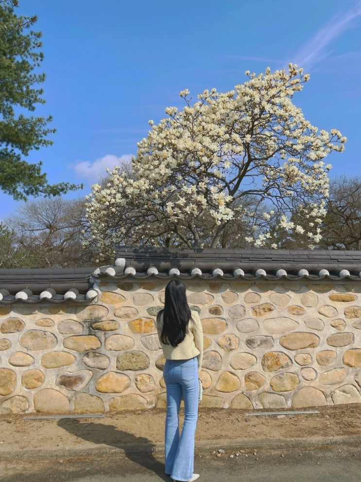  경주 실시간 개화 현황 / 경주오릉, 대릉원 _240323