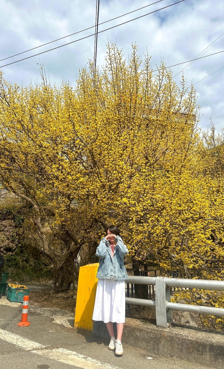  구례 산수유꽃축제 주차, 3월 말 개화상황, 포토존