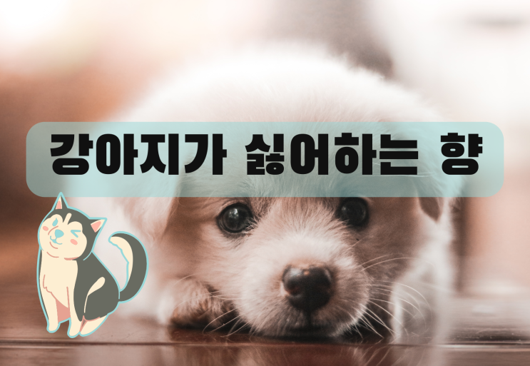  강아지가 싫어하는 향 펫 아로마테라피