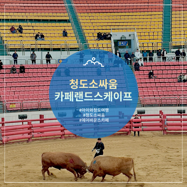  [청도] 아이들이 봐도 흥미진진!!! 경마만큼 재밌은 무료관람 소싸움 & 랜드스케이프 카페