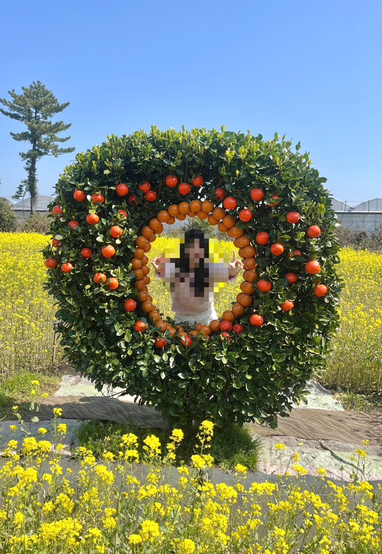  3월 중순 제주도 성산 날씨 옷차림 성산 유채꽃 엉덩물 계곡 짱구네 유채꽃밭 입장료 근처 맛집 카페 추천