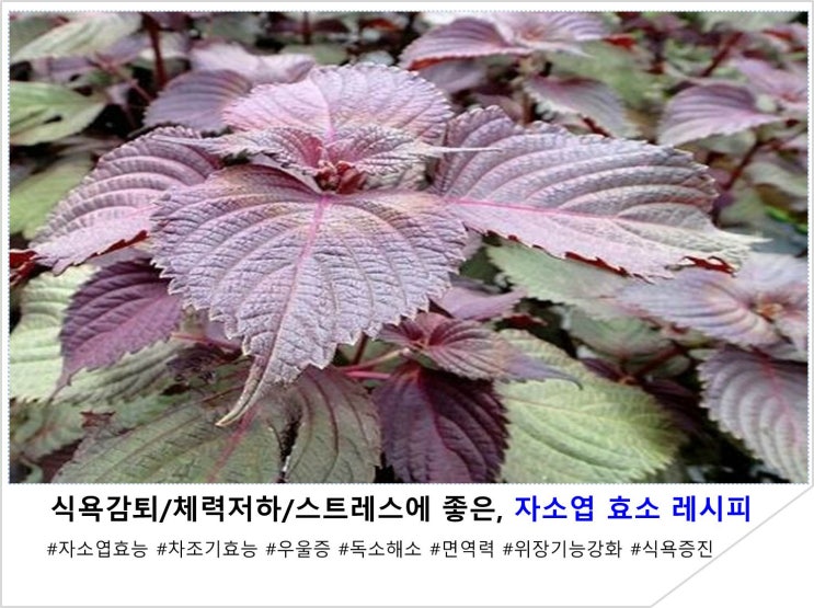  식욕감퇴/체력저하/스트레스에 좋은, 자소엽 효소 레시피