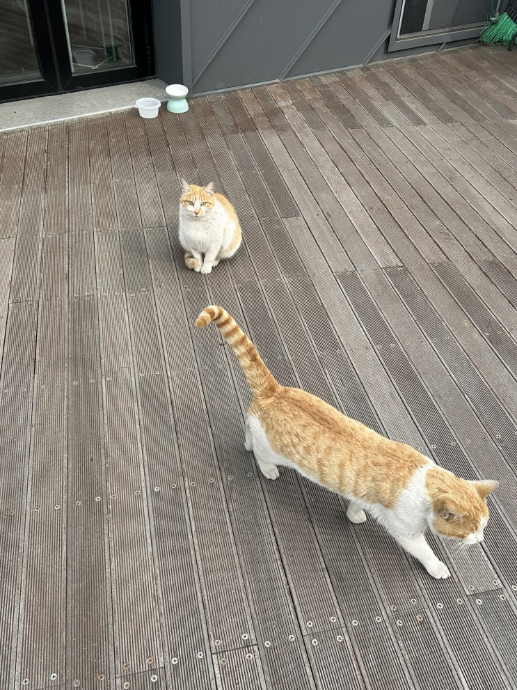  강원도 춘천시 인형극장 안쪽 비포선셋 카페