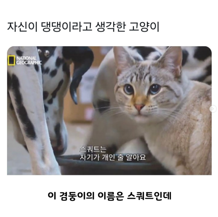  자신이 댕댕이라고 생각한 고양이 스쿼트