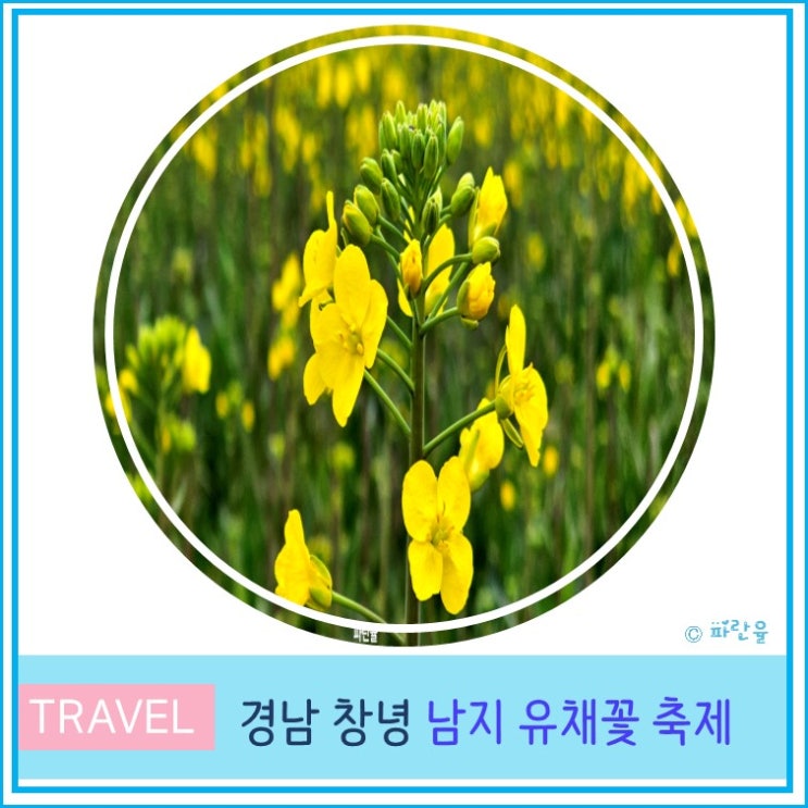  2024 경남 4월 봄꽃 축제 창녕 남지 낙동강 유채 축제 실시간 개화 상태 주차 대구 부산 근교 가볼만한 곳