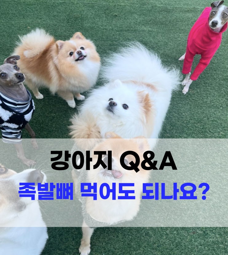  강아지 족발뼈 먹어도 되나요?