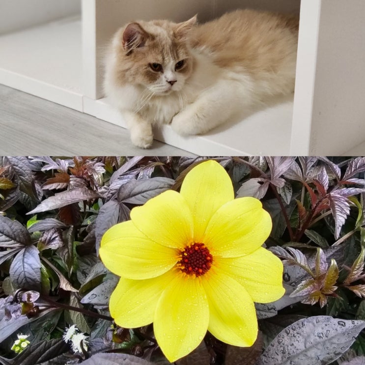  고양이 꽃 식물 화분 해로운 것, 튤립 카네이션 백합 조심