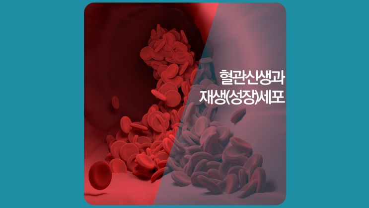  신생혈관(혈관신생, vascularization) 새 혈관형성(angiogenesis)의 원리