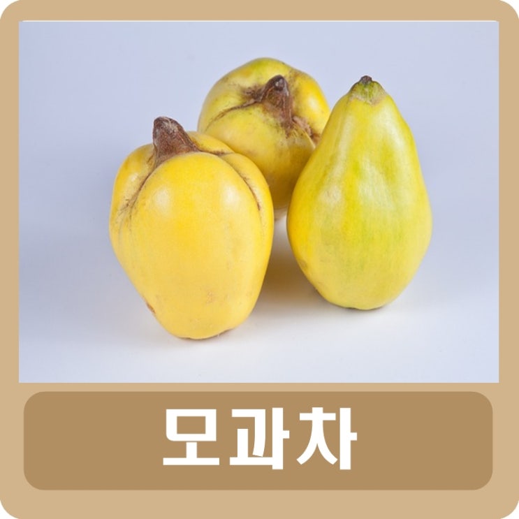  모과차 효능 부작용 임산부를 위한 모과차 만드는 법