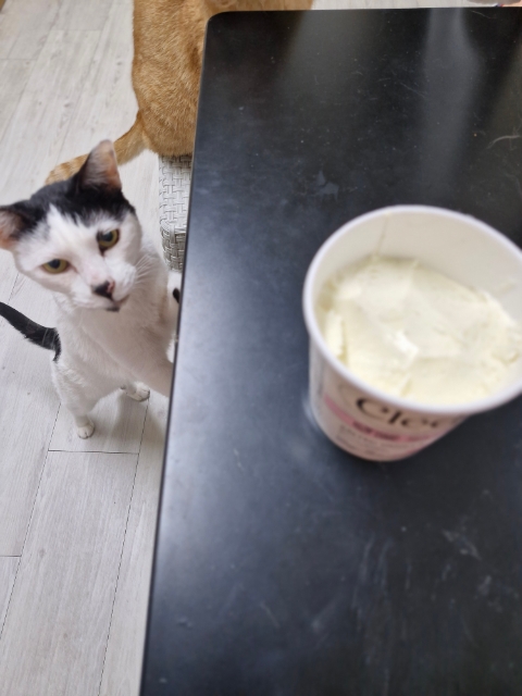  고양이 아이스크림 먹어도 되나요? 먹으면 푸드 인플루언서 되나요?
