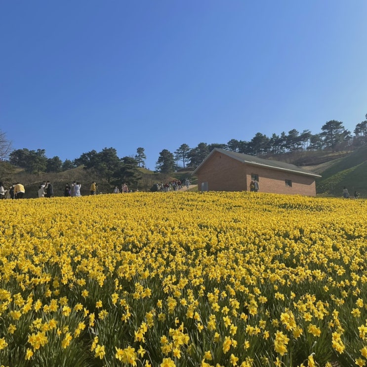 전남 꽃축제 가볼만한곳 구례 산수유마을, 지리산 치즈랜드 수선화 개화 상황