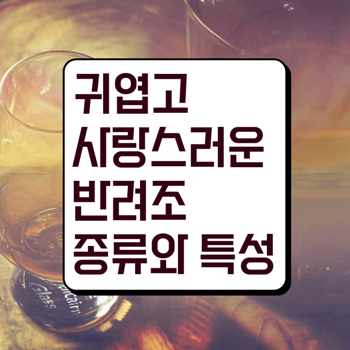  아마존앵무새분양  반려조관리사 자격증 도전기  고민이시라고요