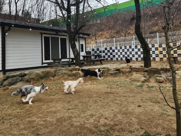  분당애견호텔:) 천연잔디운동장과 단독운동장이 구비된 라드독