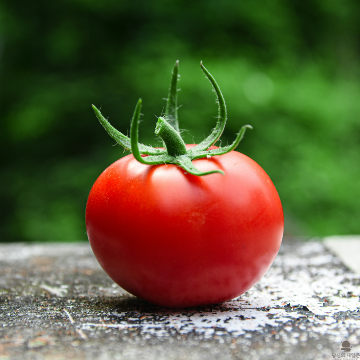 토마토의 효능과 부작용