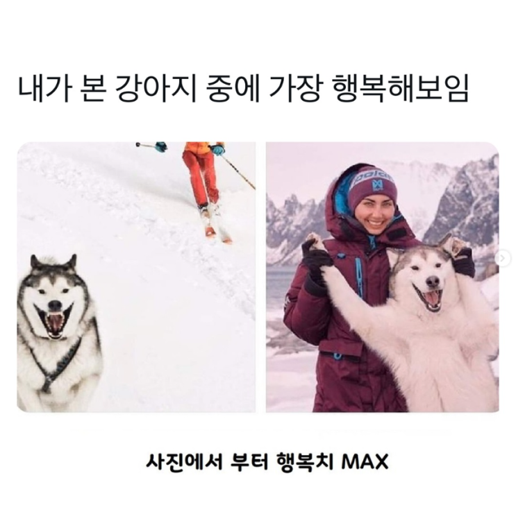  내가 본 강아지 중에 가장 행복해보임