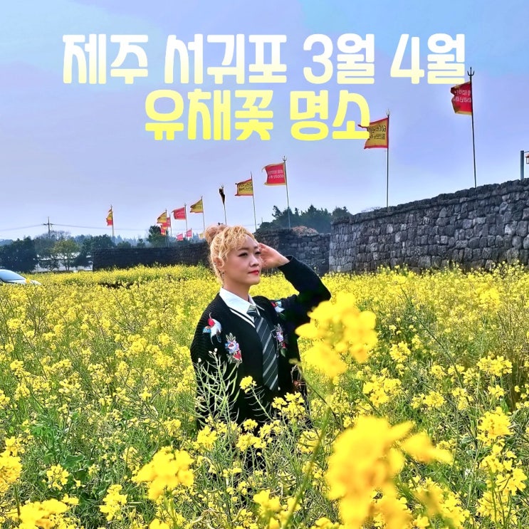  제주 3월 4월 서귀포 가볼만한곳 유채꽂명소 베스트 4곳