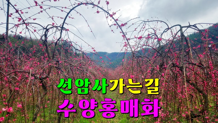 나만 보기 아까운 곳! 전라도 순천 선암사 가는길 수양매화(능수홍매화 밭, 순천 가볼만한곳 선암사) 나만 보기 아까운 곳! 전라도 순천 선암사 가는길 수양매화(능수홍매화 밭, 순천 가볼만한곳 선암사)