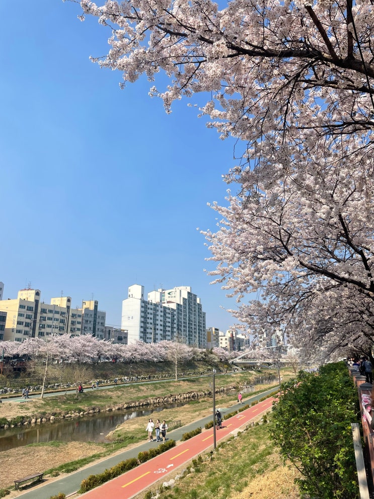  서울 숨은 벚꽃 명소 카페 / 불광천 테라스 카페 알키미스타