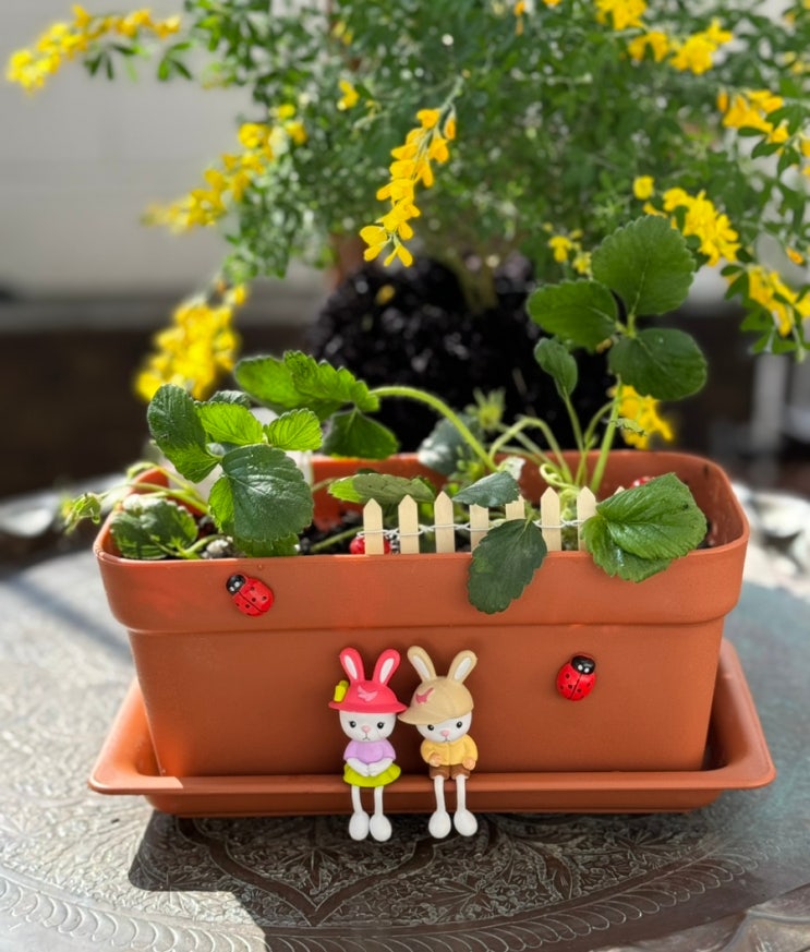딸기모종 화분 키우기 홈가드닝 롬플라워 식물 키트