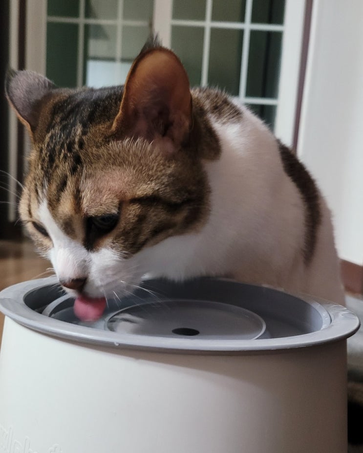 고양이 하루 음수량 늘리기 물 먹이는 방법